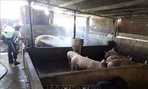 Kiểm soát, ngăn chặn dịch tả lợn châu Phi bùng phát