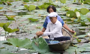 Nét văn hóa độc đáo của trà sen xứ Huế 