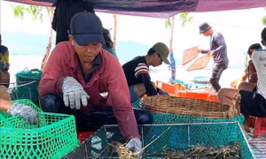 Giá tôm thương phẩm bấp bênh, nhiều rủi ro mùa mưa bão
