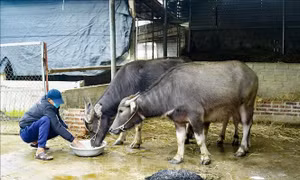 Điện Biên có trên 160 gia súc bị chết rét