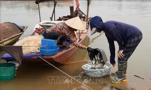 Hưng Yên vào mùa đánh bắt 'lộc sông'