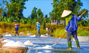 Nghề muối Châu Hạ trước thách thức thu nhập và đầu ra