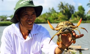 Nhãn hiệu 'cua biển Năm Căn - Cà Mau' bị xâm phạm