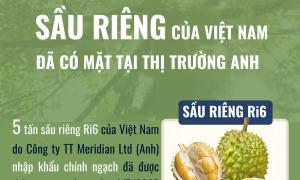 Sầu riêng của Việt Nam đã có mặt tại thị trường Anh