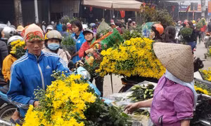 Nhộn nhịp chợ hoa Mê Linh ngày giáp Tết