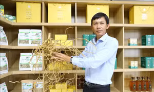 Trồng dược liệu ở vùng đất khô cằn, nông dân thu tiền tỷ mỗi năm