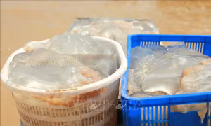 Ngư dân 'trúng vụ' khai thác sứa biển