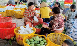 Triển vọng phát triển xoài cát Hòa Lộc