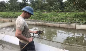Nước mặn xâm nhập ảnh hưởng đến cuộc sống người dân ở Hải Dương