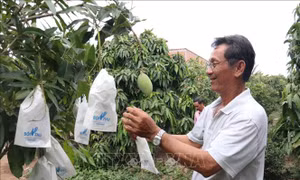 Đưa trái xoài vươn ra biển lớn - Bài 1: Nâng giá trị nông sản Việt