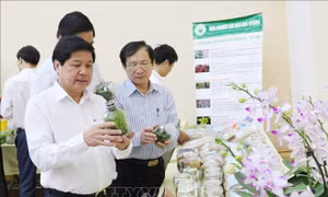 Triển khai vụ Đông năm 2019 tại các tỉnh phía Bắc