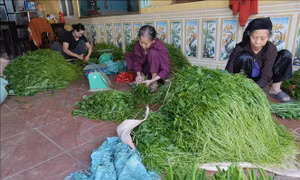 Liên kết chuỗi giá trị, nâng sức cạnh tranh cho hợp tác xã