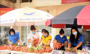 Tuổi trẻ Sơn La chung tay góp sức tiêu thụ vải thiều Bắc Giang