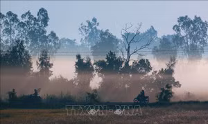 Vẻ đẹp thơ mộng miền quê Cần Thơ trong sương sớm 