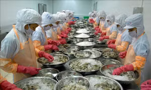 Đề xuất giảm tiền điện và nhiều khoản phí cho doanh nghiệp thuỷ sản