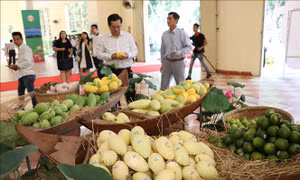 Việt Nam xuất khẩu lô xoài đầu tiên sang thị trường Mỹ