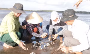 Nguyên nhân nghêu chết bất thường tại Bến Tre là do sốc nhiệt