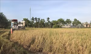 Tích tụ ruộng đất: Không để lãng phí đất, giảm sức cho nông dân