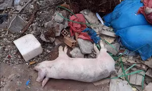 Khắc phục việc chậm hỗ trợ người chăn nuôi bị dịch tả lợn châu Phi