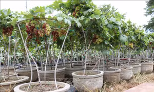 Nho cảnh hút khách dịp Tết
