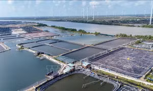 Doanh nghiệp tôm kiến nghị 'nới lỏng' hạn mức đất đai để đầu tư sản xuất lớn