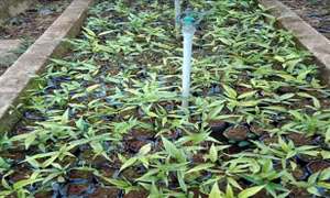 Nhân giống thành công 7.600 cây rau Sắng quý