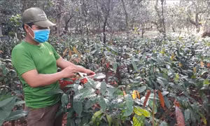 Thay đổi tập quán sản xuất giúp đồng bào thiểu số phát triển kinh tế