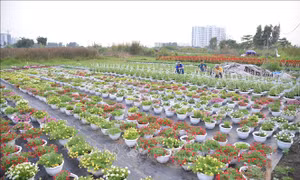 Dự báo hoa cảnh tiêu thụ chậm, nhà vườn thu hẹp diện tích 