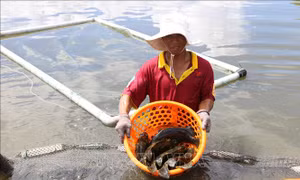 Nông dân Khánh Hòa nuôi cá mú đạt hiệu quả kinh tế cao