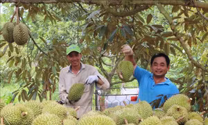 Thời tiết bất lợi, vụ trái cây hè có nguy cơ giảm mạnh năng suất