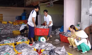 Điều tra thăm dò nguồn lợi hải sản vùng biển sâu Việt Nam