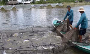 Đồng bằng sông Cửu Long thích ứng với biến đổi khí hậu  - Bài 4: Hiệu quả chưa đồng bộ