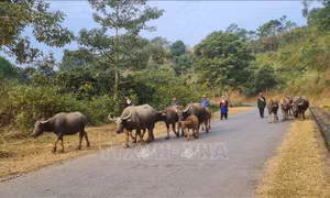 Nhiều cách làm hay bảo vệ đàn vật nuôi trong mùa đông