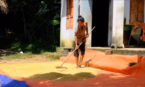 Cuộc sống mới của người Đan Lai ở Nghệ An