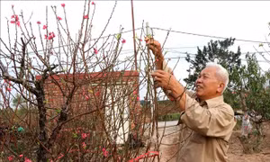 Làng đào Đình Bảng chuẩn bị nguồn hàng cho vụ Tết