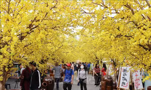 Khai mạc Lễ hội Tết Việt Ất Tỵ năm 2025