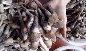 Săn nấm mối kiếm tiền triệu mỗi đêm ở Bình Phước