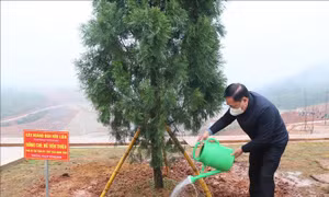 Lạng Sơn ưu tiên trồng cây hoa đào để tạo điểm nhấn du lịch