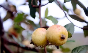 Quả sơn tra ở Mường La khó tiêu thụ do dịch COVID-19