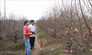 Nâng lên giá trị của đào Nhật Tân