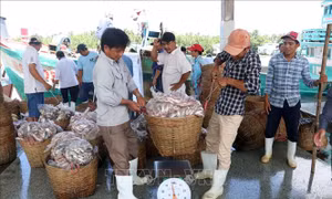 Gỡ khó trong khai thác thủy sản