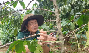 Góp phần thay đổi nếp nghĩ, cách làm kinh tế trong đồng bào dân tộc thiểu số