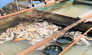 Nguy cơ cá bè chết hàng loạt trên sông Đồng Nai