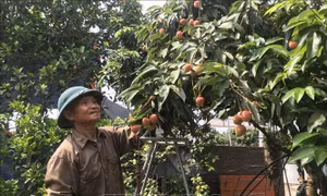 Hải Dương: Vải Thanh Hà mất mùa