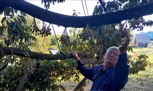 Bình Phước chuẩn bị cho vụ sầu riêng đầu tiên xuất khẩu chính ngạch