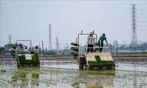 Nông dân tranh thủ thời tiết thuận lợi ra đồng sản xuất đầu Xuân