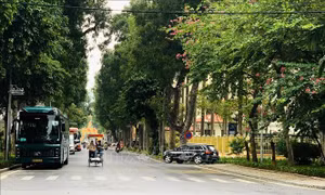Hà Nội tháng Ba: Nhịp sống chậm giữa những sắc hoa giao mùa