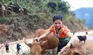Giúp phụ nữ xã Mường Chanh nâng cao thu nhập