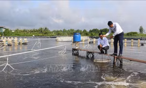 Triển khai thực hiện các giải pháp phát triển tôm nước lợ năm 2025