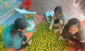 Cây đặc sản trăm năm vươn tầm thương hiệu lớn
